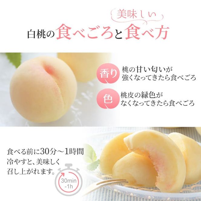 桃 2026年 先行予約 岡山 白桃 ロイヤル 3玉入り 合計約900g もも モモ 岡山県産 国産 フルーツ 果物 ギフト 橋田商店