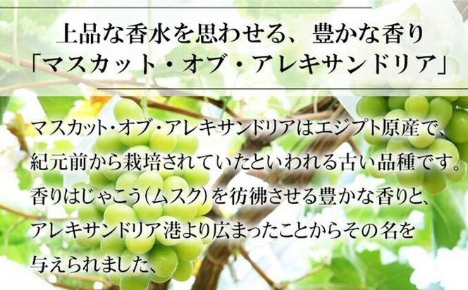 ぶどう 2026年 先行予約 マスカット ・オブ・アレキサンドリア 約600g×1房 6月下旬～7月下旬発送 ブドウ 葡萄 岡山県産 国産 フルーツ 果物 ギフト 岡山のぶどう 豊かな香り デザート 食後