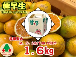 等級混合 極早生 有田みかん M ～ SSサイズ以下 約1.6kg 南泰園 和歌山 有田みかん 	BS593