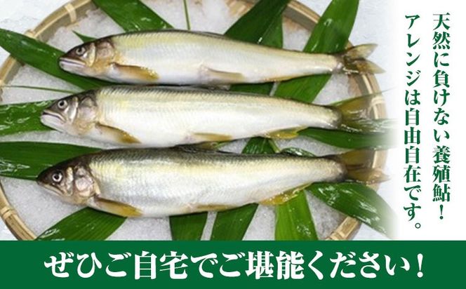 すだち鮎 12尾 冷凍 有限会社岩崎商店 《30日以内に出荷予定(土日祝除く)》│1尾あたり20～25cm 徳島県産 あゆ アユ 魚 魚介 川魚 塩焼き 甘露煮 徳島県 佐那河内村---sanagouchi_ist_2_12bi---