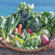 【定期便】ご家庭向けお野菜セット～旬のおまかせBOX～春夏秋冬4回分