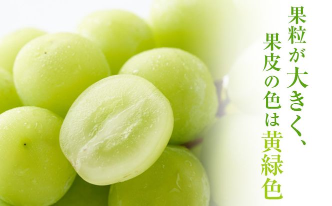 【2026年 先行予約】【訳あり品】 シャインマスカット 2房 合計約1kg 常温配送 ぶどう 葡萄 フルーツ 果物 岡山 岡山のぶどう 岡山の果物 食後 デザート 産地直送 大粒 皮ごと 種無し 
