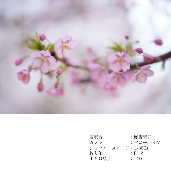 SIGMA 50mm F1.2 DG DN | Art【ソニーEマウント】（数量限定）カメラ レンズ 家電 単焦点