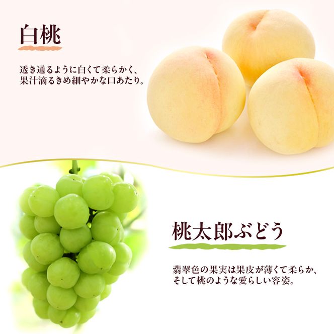 岡山県産 フルーツセット 桃太郎ぶどう 1房(約500g) 白桃 2玉(1玉約200g)  果物 フルーツ 詰め合わせ ぶどう ブドウ 葡萄 桃 国産