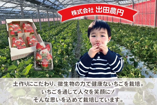 AI377 【2025年12月発送開始】いちご ほおばるベリー 約 1kg 250g 4パック [ 苺 イチゴ 1キロ 甘い おいしい あまい フルーツ 果物 出田農円 長崎県 島原市]