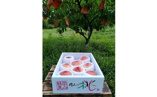 【2026年先行予約】 桃 岡山県産 ご家庭用 はなよめ（ 白桃 ）（光センサー選別） 約2kg（8～11玉） 千年仙果園 《2026年6月中旬-下旬頃出荷》 岡山 スイーツ フルーツ 果物 先行予約 数量限定 期間限定 岡山 里庄町