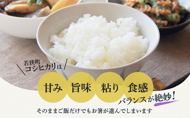 【2月お届け】若狭町コシヒカリ10kg 米 お米 こしひかり 福井県