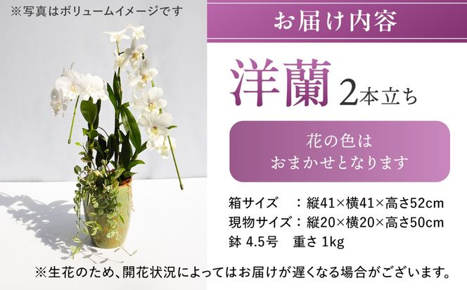 【 30セット 限定 】 デンファレ （ 洋蘭 ） 2本 立ち  《糸島》【和饗エコファーム株式会社】蘭 洋蘭 デンファレ 花 インテリア お祝い 贈り物 [AVI005]
