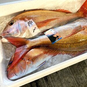 【ふるさと納税】瞬凍結 天然真鯛 切身 約1kg 14切れ前後 マダイ 真鯛 鯛 桜鯛 タイ 魚 冷凍 お取り寄せ 高鮮度 3D凍結 兵庫県 新温泉町 送料無料