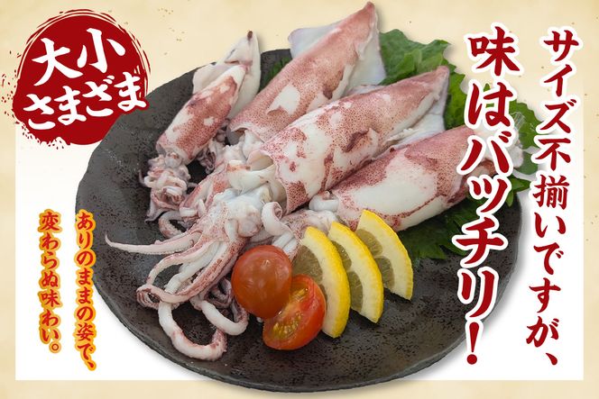 【兵庫県香美町産 白イカ 約1kg（4-7杯程度入）不揃い 冷凍】獲れたまま バラ凍結 鮮度抜群 サイズいろいろ 大小さまざま いか イカ 白いか 白イカ おすすめ 兵庫県 香美町 山米鮮魚 74-31