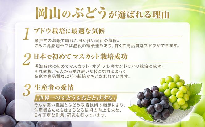 2026年 ぶどう 訳あり よくばり定期便 9月と10月の2回コース 総計 4kg 【1回目ニューピオーネ 2kg 9月中旬発送】 【2回目シャインマスカット 2kg 10月中旬発送】 岡山県高梁市産 9月10月各月発送 数量限定