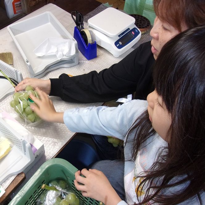 ぶどう 先行予約 訳あり シャインマスカット 約2kg(3～5房) ブドウ 葡萄 岡山県産 国産 フルーツ 果物