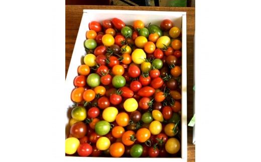 【先行予約】カラフルミニトマトの宝石箱 （約2kg）〈2026年12月下旬から順次発送〉 トマト ミニトマト とまと カラフルミニトマト 詰め合わせ 15品種以上 新鮮野菜 カラフル トマト とまと 美味しい サラダ 野菜 高知県産 高知県 土佐市【ファーム輝】 [BQBM007]
