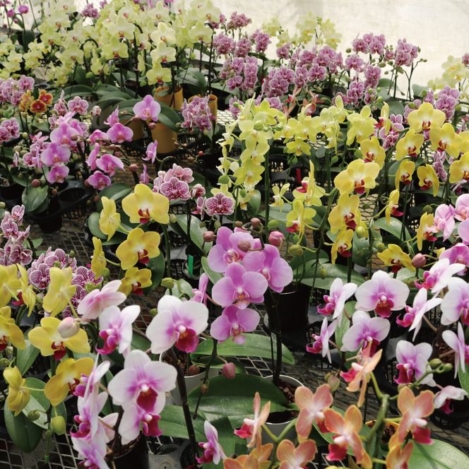 花農家応援企画！！おまかせミニ胡蝶蘭（3本寄せ）【お花 花 コチョウラン 胡蝶蘭 蘭 ラッピング 贈り物 プレゼント 誕生日 お祝い 誕生日 母の日 父の日 敬老の日 鹿嶋市 茨城県】（KAR-10）