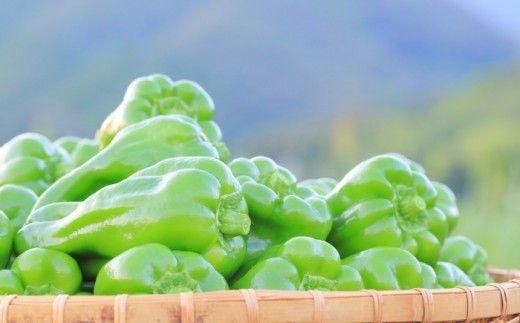 【全3回定期便】高知県産 植田ファームのこだわりピーマン 2kg〈2026年10月1日～2027年6月下旬〉 ピーマン 甘い 新鮮野菜 サラダ 野菜 おかず 詰め合わせ 絶品 お取り寄せ 美味しい 料理 おうちごはん 新鮮 高知県 土佐市【株式会社植田ファーム】[BQAT026]
