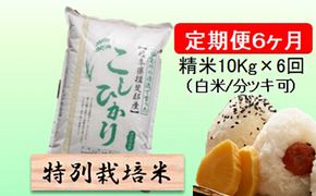 定期便 6カ月【 令和8年産 】毎月  精米 10kg（ 白米 /7分/ 5分 ツキ可）【 コシヒカリ 】玄米は別に出品