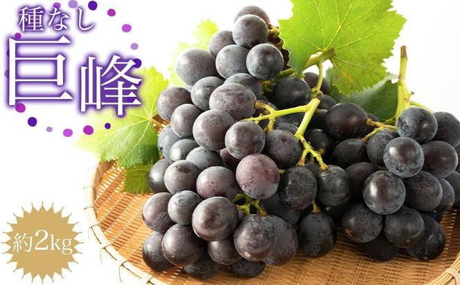 ［先行予約］種なし巨峰　約２kg［2026年8月上旬以降順次発送］  AZ01