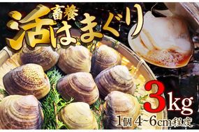 畜養活はまぐり 3kg　蛤 魚介類 魚貝 殻付 貝 海鮮 新鮮 貝類 ハマグリ 肉厚 酒蒸し お吸い物 炊き込みご飯 バーベキュー BBQ MN00056