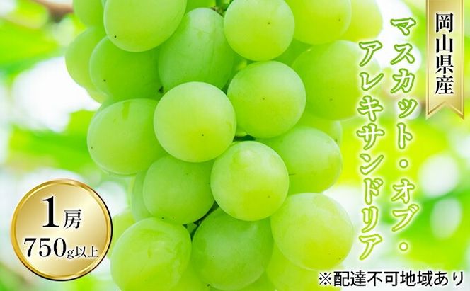 ぶどう 2026年 先行予約 マスカット・オブ・アレキサンドリア 1房 750g以上 贈答用 ブドウ 葡萄  岡山県産 国産 フルーツ 果物 ギフト 岡山の葡萄