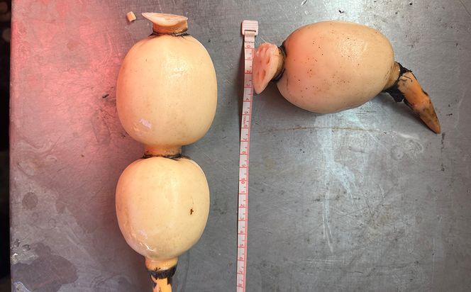 鈴木農園の新物れんこん ご家庭用・使い勝手よし 2kg 炒め物、サラダ、付け合わせに