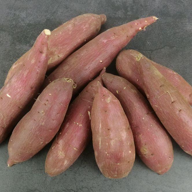 【2026年9月より順次発送】仁平さんの新芋シルクスイート 約5kg(Mサイズ・洗い)｜さつまいも サツマイモ さつま芋 いも シルクスイート 新芋 茨城県 行方市(CH-4)