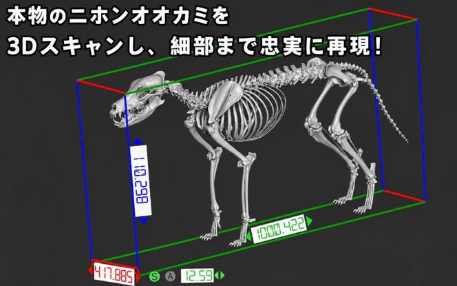 全身 骨格 レプリカ ニホンオオカミ 縮小 / 標本 コレクション プラモデル 動物 標本 骨格 狼 フィギュア インテリア 模型 動物 博物館 頭蓋骨 ミニチュア 3D プリント【anf949-shk-nok】