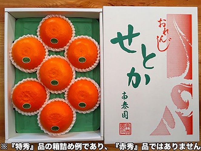 ちょっと 傷あり 柑橘の大トロ ハウス せとか 大玉 6 ～ 8玉入 化粧箱 南泰園 BS130 