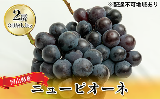 ぶどう 2026年 先行予約 ニュー ピオーネ 2房（合計約1.1kg）化粧箱入り ブドウ 葡萄 岡山県産 国産 フルーツ 果物 ギフト [№5735-1448]