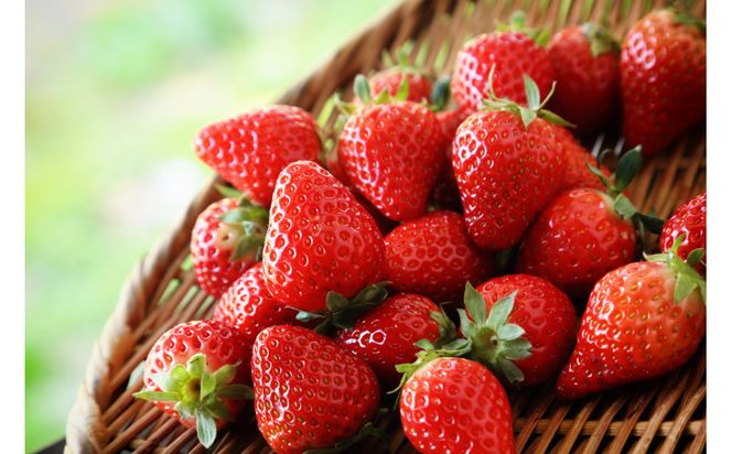 こだわり栽培 いちご ゆめのか約1kg（約250g×4パック）【2026年1月～2026年4月末までお届け】 232238_DS004