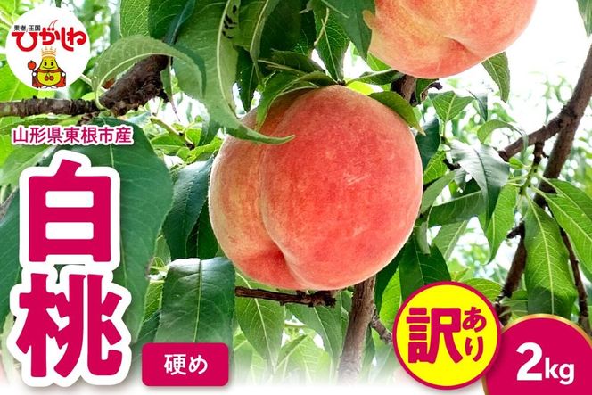 2025年産 【訳あり】白桃（硬め） 2kg 山形県 東根市 hi082-010-2