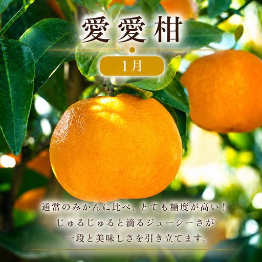 定期便 4回 4ヶ月 レモン ポンカン 美生柑 河内晩柑  柑橘 みかん 蜜柑 みしょうかん フルーツ 果物 くだもの ばんかん かんきつ ゼリー ジュース アイス マーマレード 旬 季節 限定 贈答 ギフト mikan ジューシー サラダ ピール 厳選 国産 愛媛 ご当地ブランド 愛媛県 愛南町 フルーツアイランド・マルエム直販