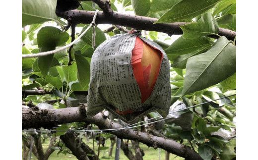 【先行予約／数量限定20】愛宕梨 秀品 5kg（5～12玉入り）（2025年11月下旬～発送）　SF00024