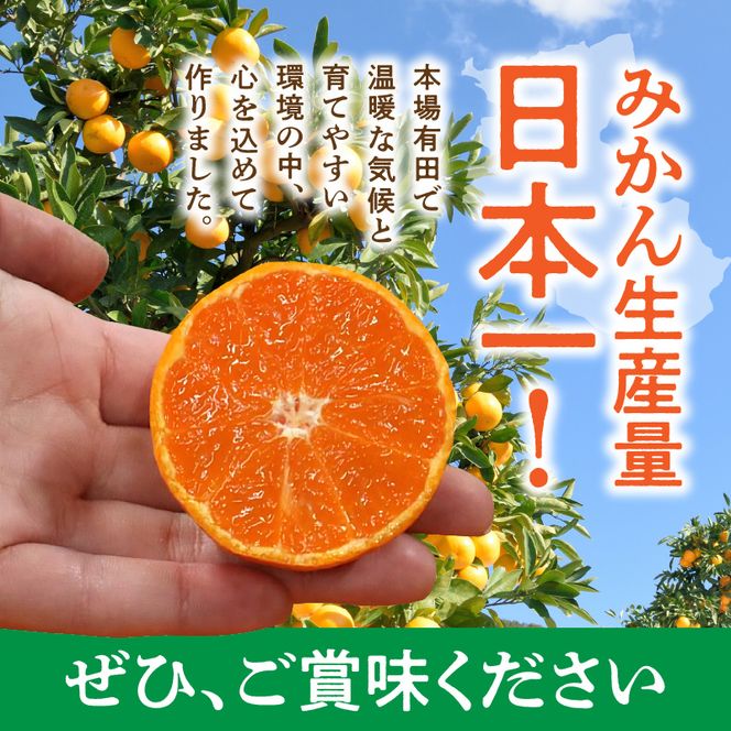 BL6500_【2026年先行予約】産地直送　和歌山県産 有田みかん 5kg