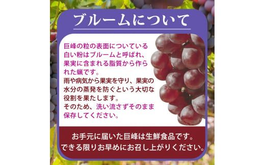 紀州和歌山産 巨峰ぶどう 約2kg / 巨峰 ぶどう ブドウ 葡萄 果物 くだもの フルーツ ※2027年8月中旬〜9月上旬頃順次発送 ※日付指定不可 ※離島への配送不可 【uot517-r-2】