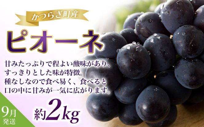 フルーツ 定期便 【全3回】＼フルーツ大国和歌山からお届け／  旬のフルーツ 定期便（いちご・桃・ピオーネ）【tkb401】