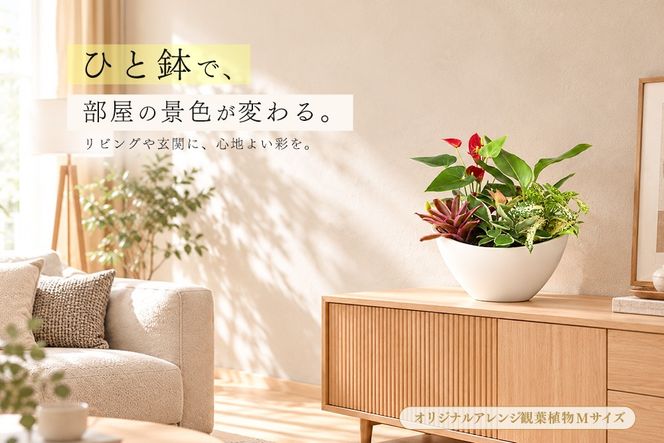 オリジナルアレンジ観葉植物　Mサイズ【寄せ植え インテリア リビング 室内 グリーン 植物 癒し リフレッシュ】 (H086110)