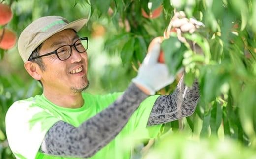 あかつき 約3kg 7～12玉 ［おぶせファーマーズ］桃 もも モモ フルーツ 果物 クール便 冷蔵便 長野県産 信州産 令和7年産【2025年7月下旬〜8月上旬発送】 ［F-16］