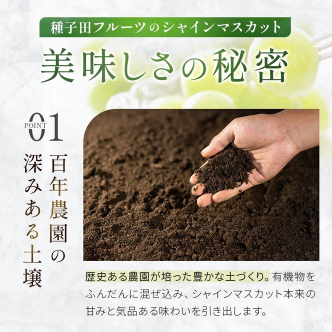 【先行予約/2026年発送】シャインマスカット等の旬のぶどう詰め合わせ 2.5kg（シャインマスカット ぶどう ブドウ 果物 セット 詰め合わせ フルーツ 2026 贈答用 限定）