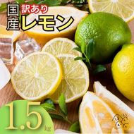 【訳あり】 レモン 訳あり 1.5kg 傷み補償 250g 5000円 送料無料 愛媛 国産 柑橘 フルーツ 産地直送 皮ごと 皮まで食べられる ノーワックス 防腐剤不使用 減農薬 安心 安全 グリーンレモン イエローレモン マイヤーレモン アレンユーレカ りのか 家庭用 お試し サイズ 不揃い B級品 スムージー ジュース レモンサワー 酎ハイ 料理 お菓子作り 旬 の 果物 清家ばんかんビレッジ