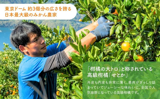 【先行予約】産地直送！愛媛県産せとか（訳あり） 3kg（2027年2月下旬から発送予定） IKTF005
