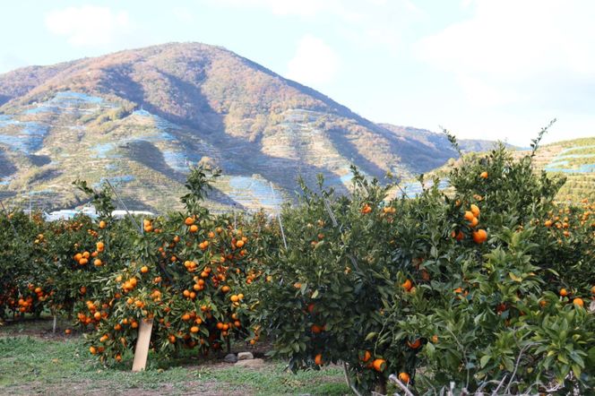 12/23までにご入金確認分は年内発送確定！開けてびっくり！大小色んな大きさのみかんの玉手箱♪ ご家庭用 箱込み約10kg（2S～3L以上サイズ混合）  	DB032