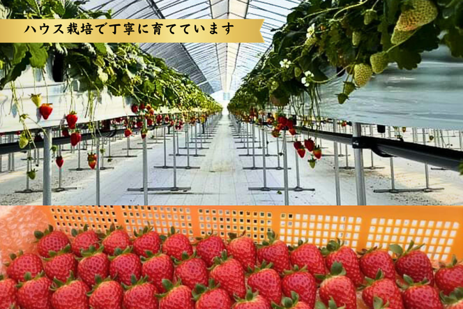 【数量限定】苺のごほうび【古都華】270g×2パック 　3月発送 // いちご イチゴ 古都華 奈良 奈良県