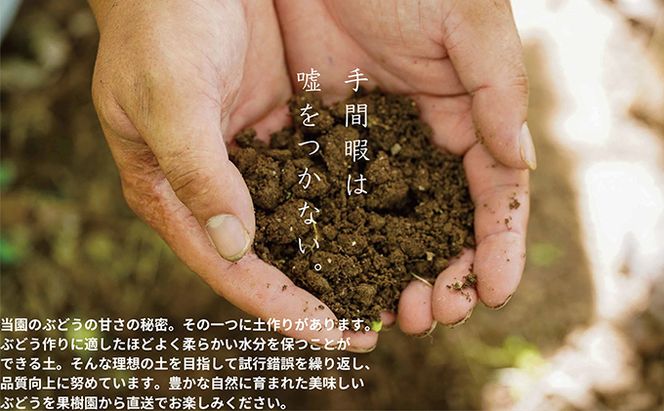 厳選 シャインマスカット 2房 合計1.1kg以上 産地直送 朝採れ ぶどう 葡萄 Kawahara Green Farm 岡山県産 2026年 果物 フルーツ 甘味 酸味 さっぱり 大粒 種なし 人気 甘い 