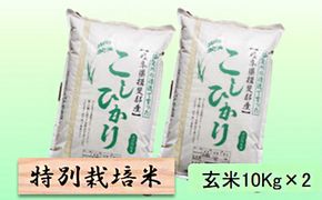 特別栽培米 【 令和8年産 】 玄米 20kg【 コシヒカリ 】