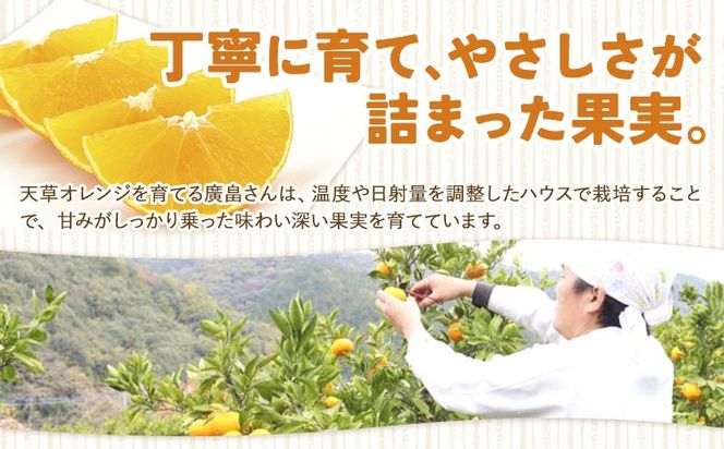 【CF】ハウス追熟 天草オレンジ 選べる内容量 4玉～9玉入 10玉～15玉入 廣畠農園《1月中旬頃出荷予定》徳島県 佐那河内村 みかん ミカン 蜜柑 柑橘 フルーツ 果物 くだもの【配送不可地域あり】※離島---sanagouchi_hhn_5_1hk---