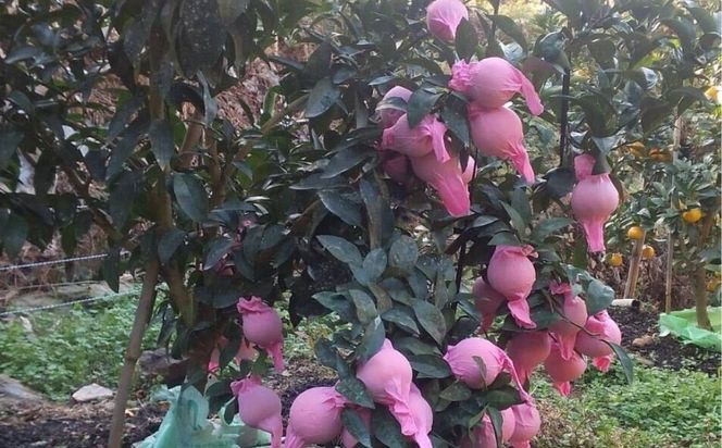 【先行予約】【数量限定】【訳あり】＼農園直送／愛媛県産愛果48号 約4kg（2026年2月下旬より順次発送） IKTV013