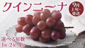 《 選べる 房数 》クインニーナ 1房 / 2房 / 4房 【2026年9月上旬発送開始】(茨城県共通返礼品：大子町) ぶどう 葡萄 ブドウ 果物 フルーツ 果実