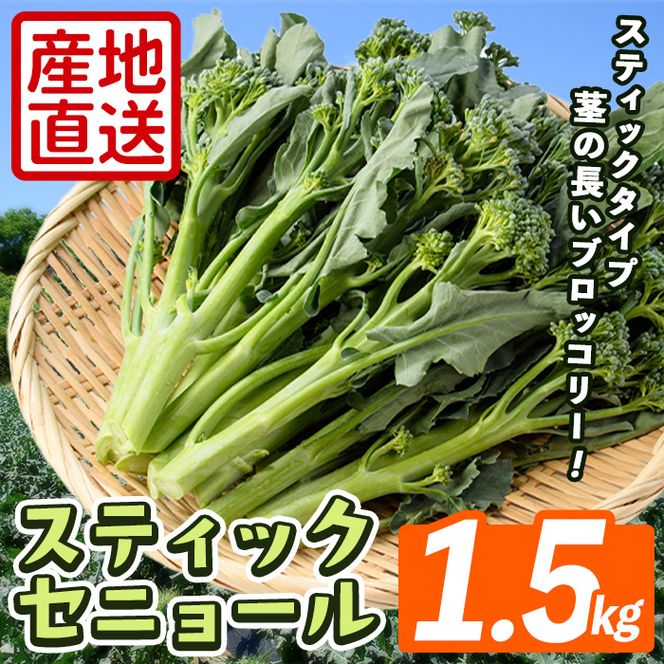＜先行予約受付中！2026年11月上旬以降順次発送予定＞ スティックセニョール (1.5kg) 国産 鹿児島県産 阿久根市産 ブロッコリー 野菜 サラダ お弁当 ピクニック 産地直送 茎ブロッコリー 肉巻き 数量限定 期間限定 【うとさんち】akn067-25