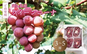 真庭市産 クイーンニーナ 2kg前後 / (2026年9月中旬以降発送予定) ご自宅用 ぶどう 産地直送 新鮮 岡山 真庭 赤ブドウ 真庭市 大粒 葡萄 果物 フルーツ クイーンニーナ 濃厚 人気 数量限定 ブドウ ジューシー 赤ぶどう 【配送不可地域：北海道／沖縄県／離島】【jujy017-02】