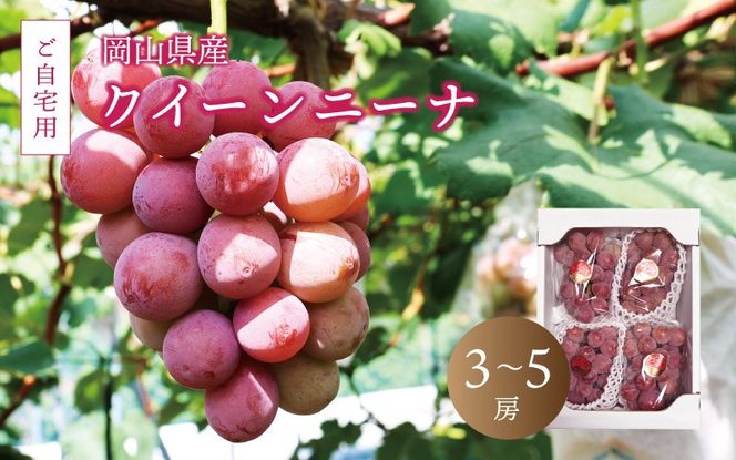 真庭市産 クイーンニーナ 2kg前後 / (2026年9月中旬以降発送予定) ご自宅用 ぶどう 産地直送 新鮮 岡山 真庭 赤ブドウ 真庭市 大粒 葡萄 果物 フルーツ クイーンニーナ 濃厚 人気 数量限定 ブドウ ジューシー 赤ぶどう 【配送不可地域：北海道／沖縄県／離島】【jujy017-02】